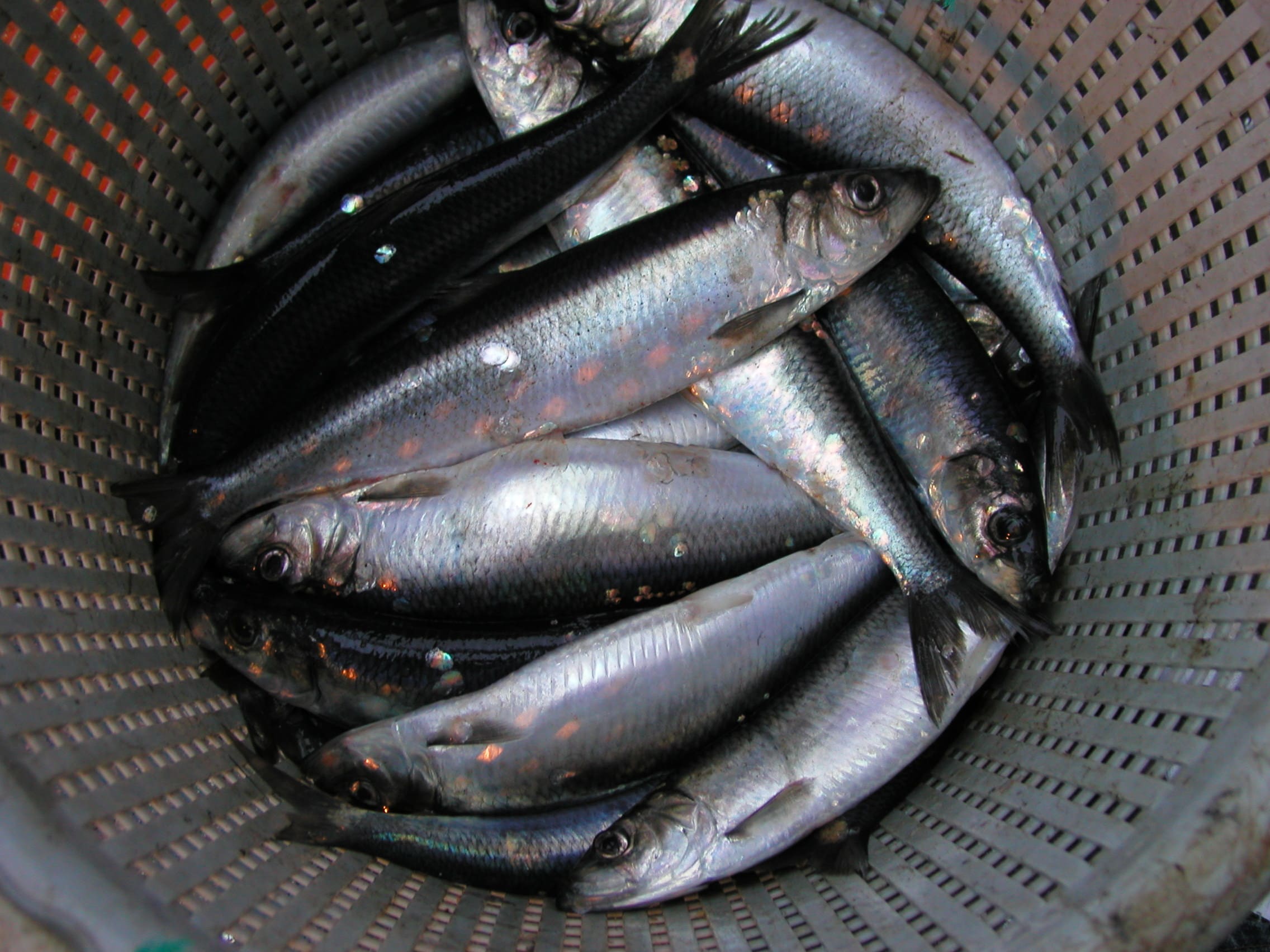 A multidisciplinary approach in stock identification of Atlantic herring: sustainable biodiversity and fisheries management in mixed-stock fisheries (HerMix)