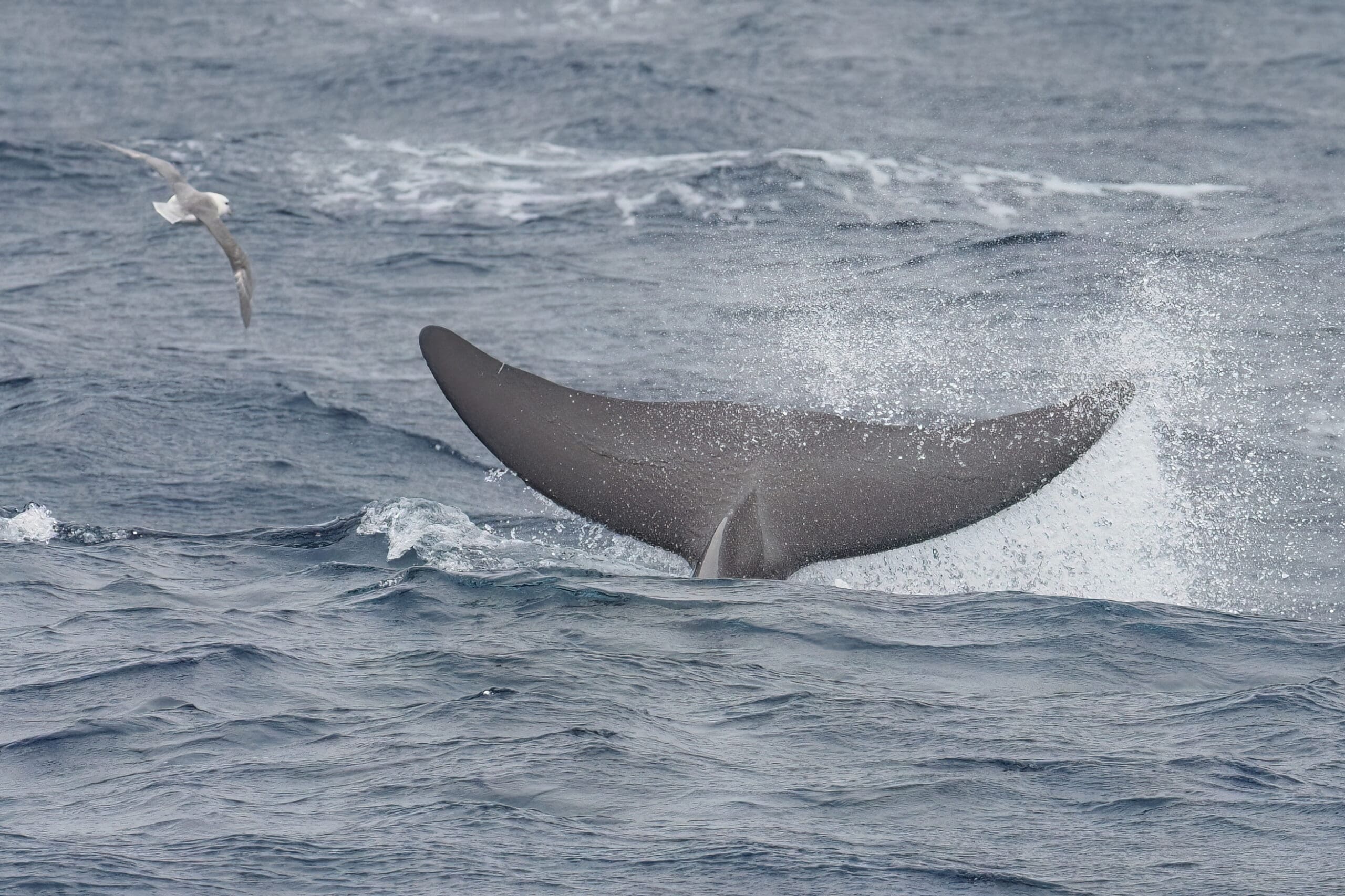 TOPLINK – Marine top predators as ecosystem indicators in the central North Atlantic