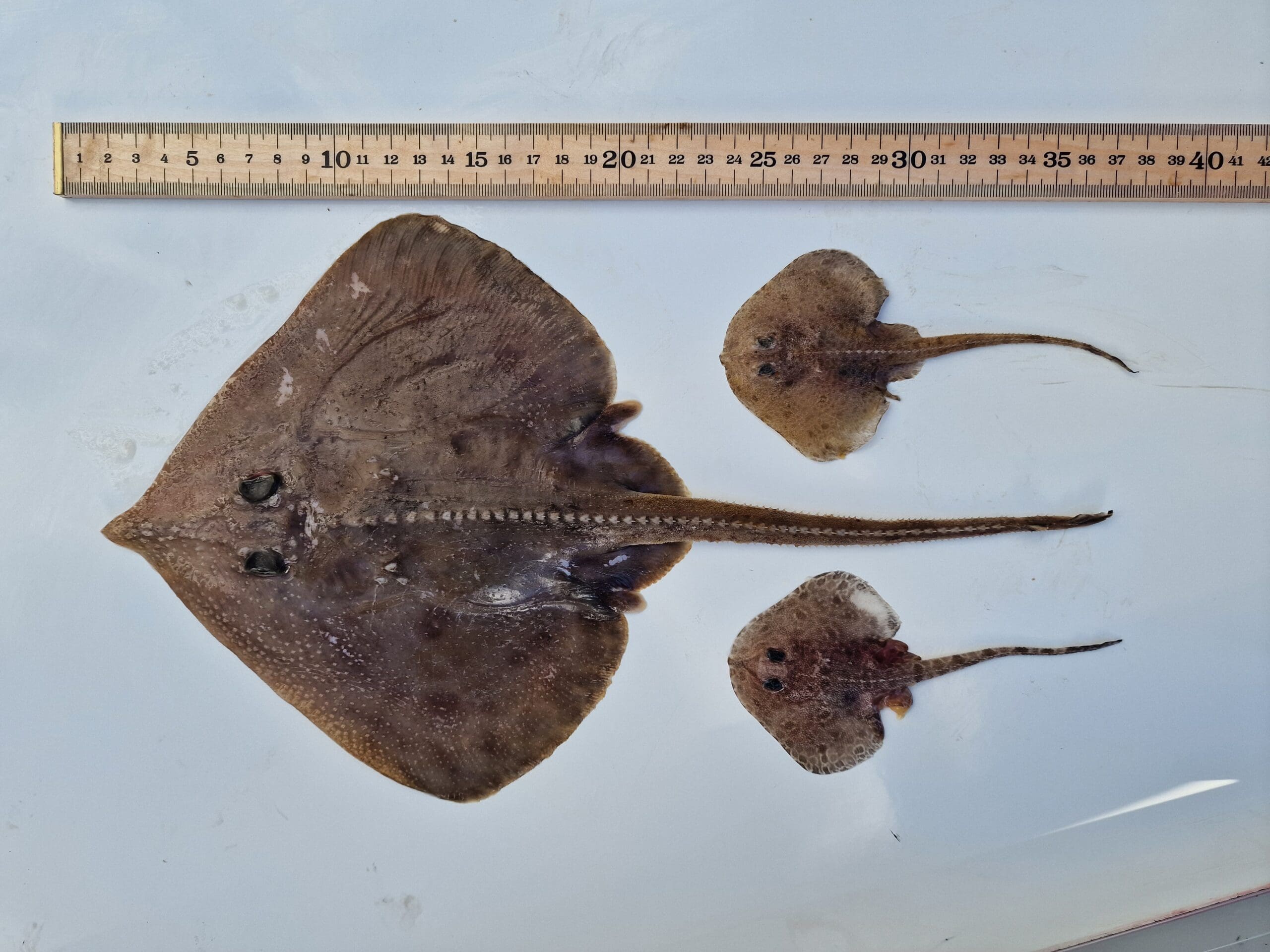 Bróskfiskar í Artisku og Subartisku økjunum í Norðuratlantshavinum (Chondrichthyans in the Artic and Subartic regions of the North Atlantic)