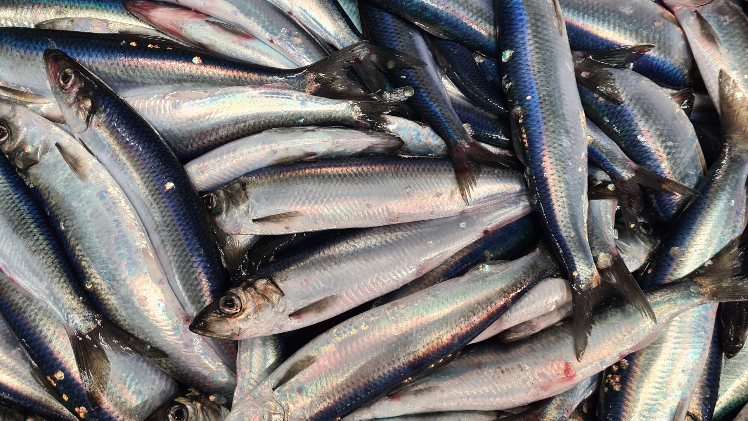 ISIHER – Implementing Stock Identification for sustainable harvesting of HERring