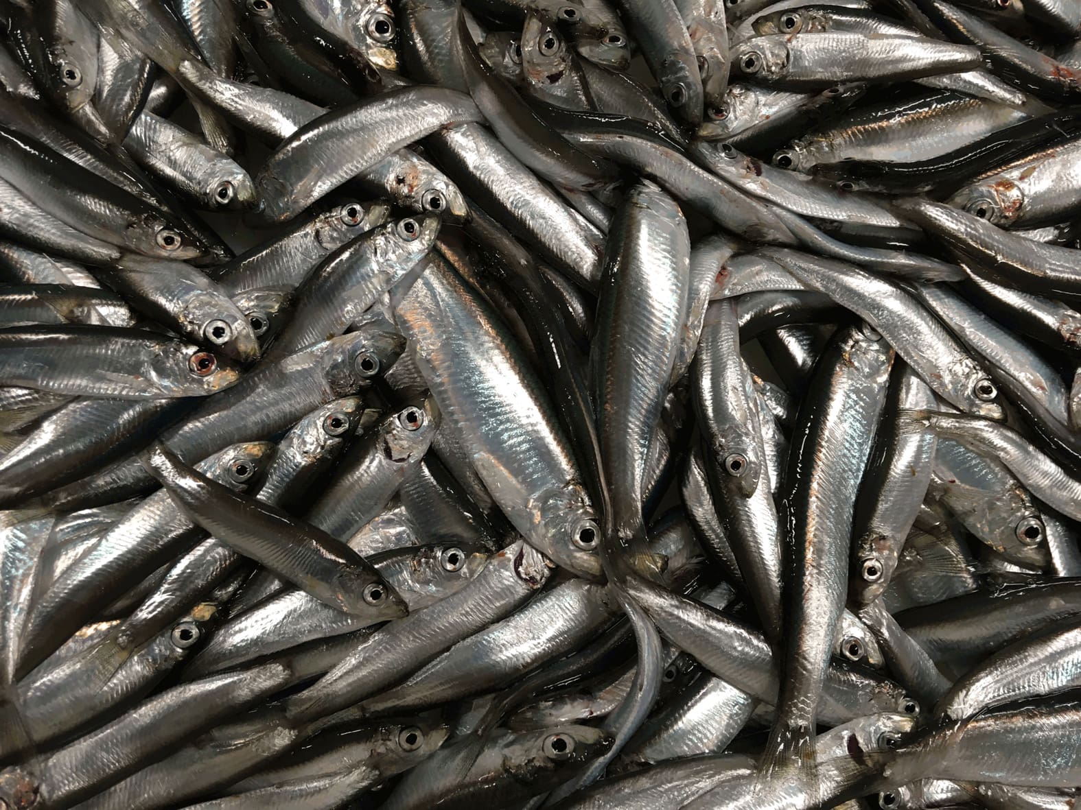 Brislingur á Landgrunninum (BÁL)