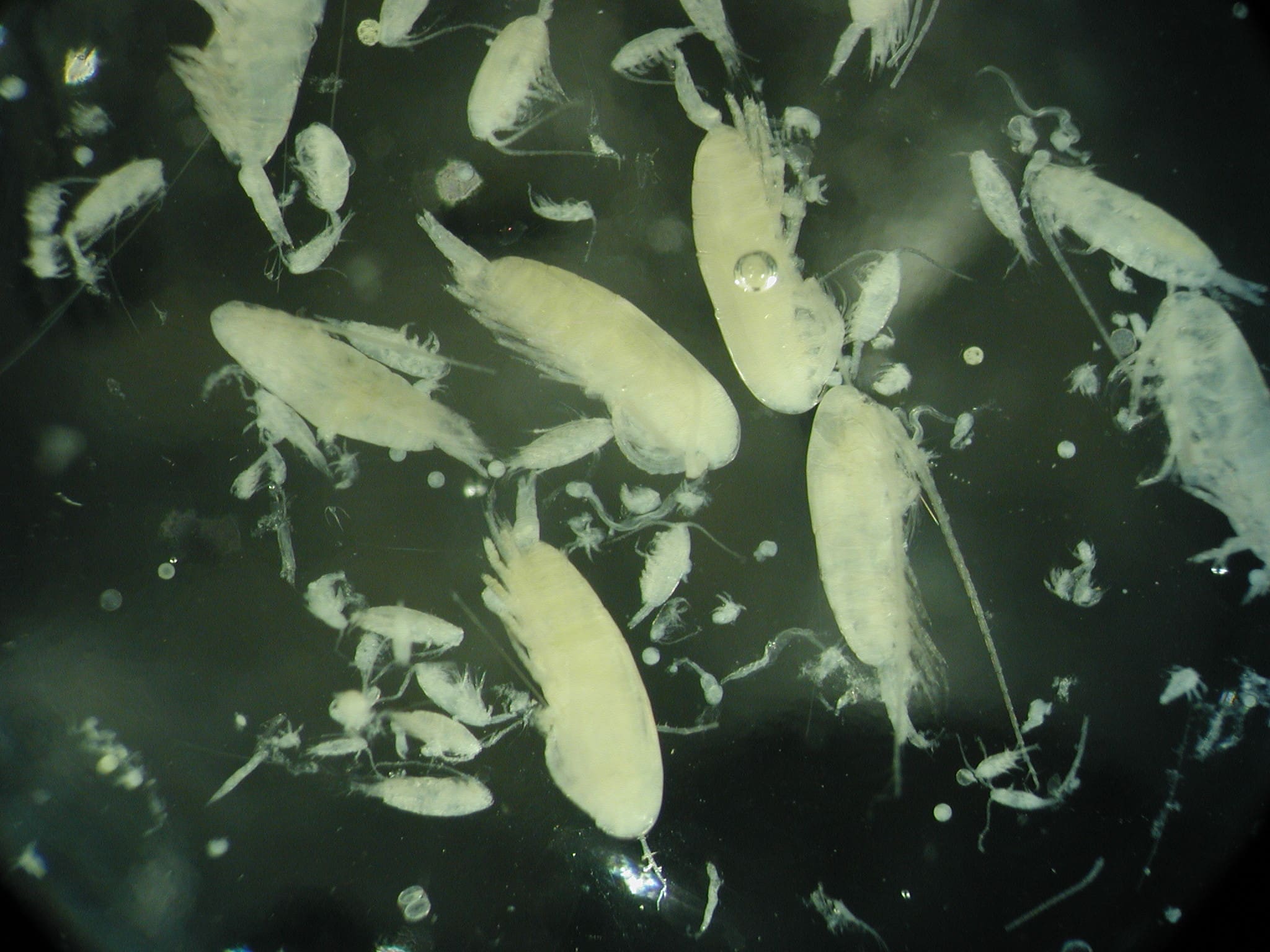 Population dynamics of Calanus species within the southwestern Norwegian Sea – links to water mass distribution and Norwegian spring spawning herring