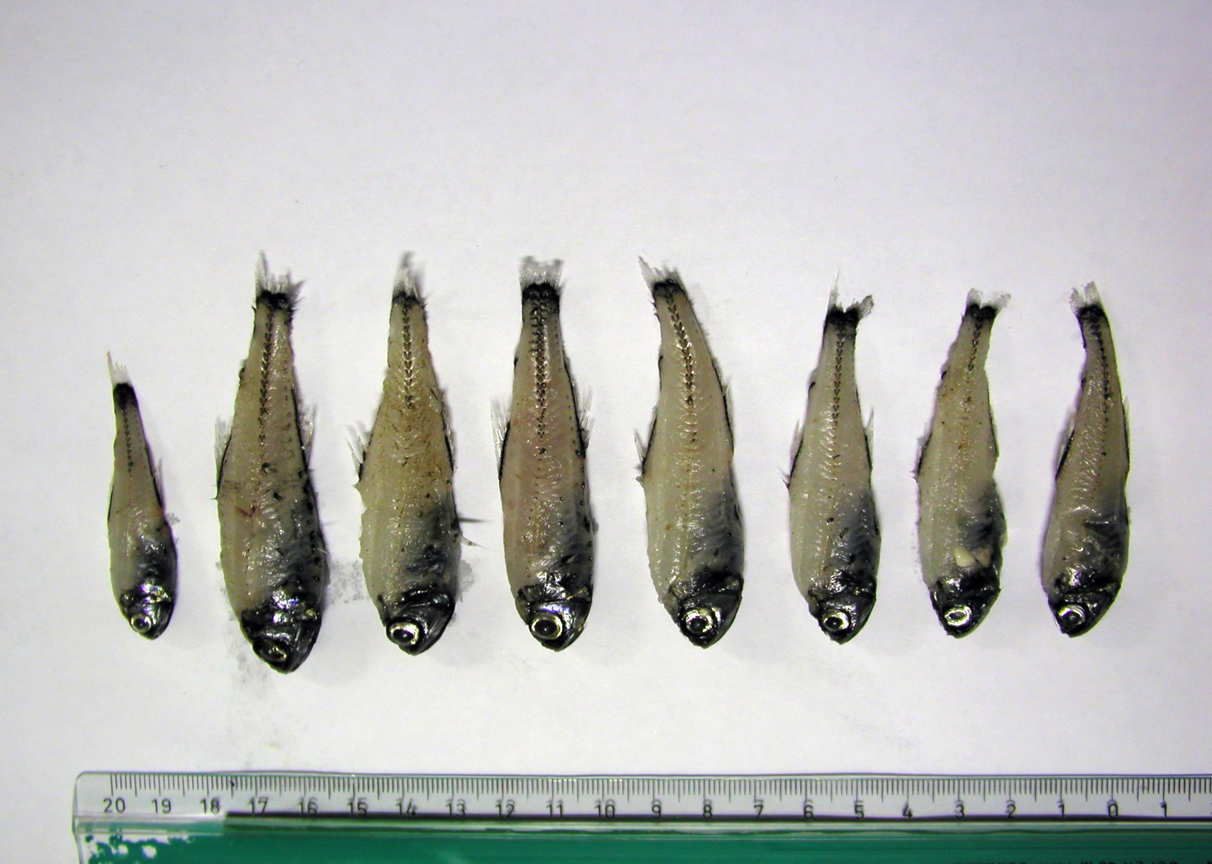 Fangst og udnyttelse af mesopelagiske fisk og krill