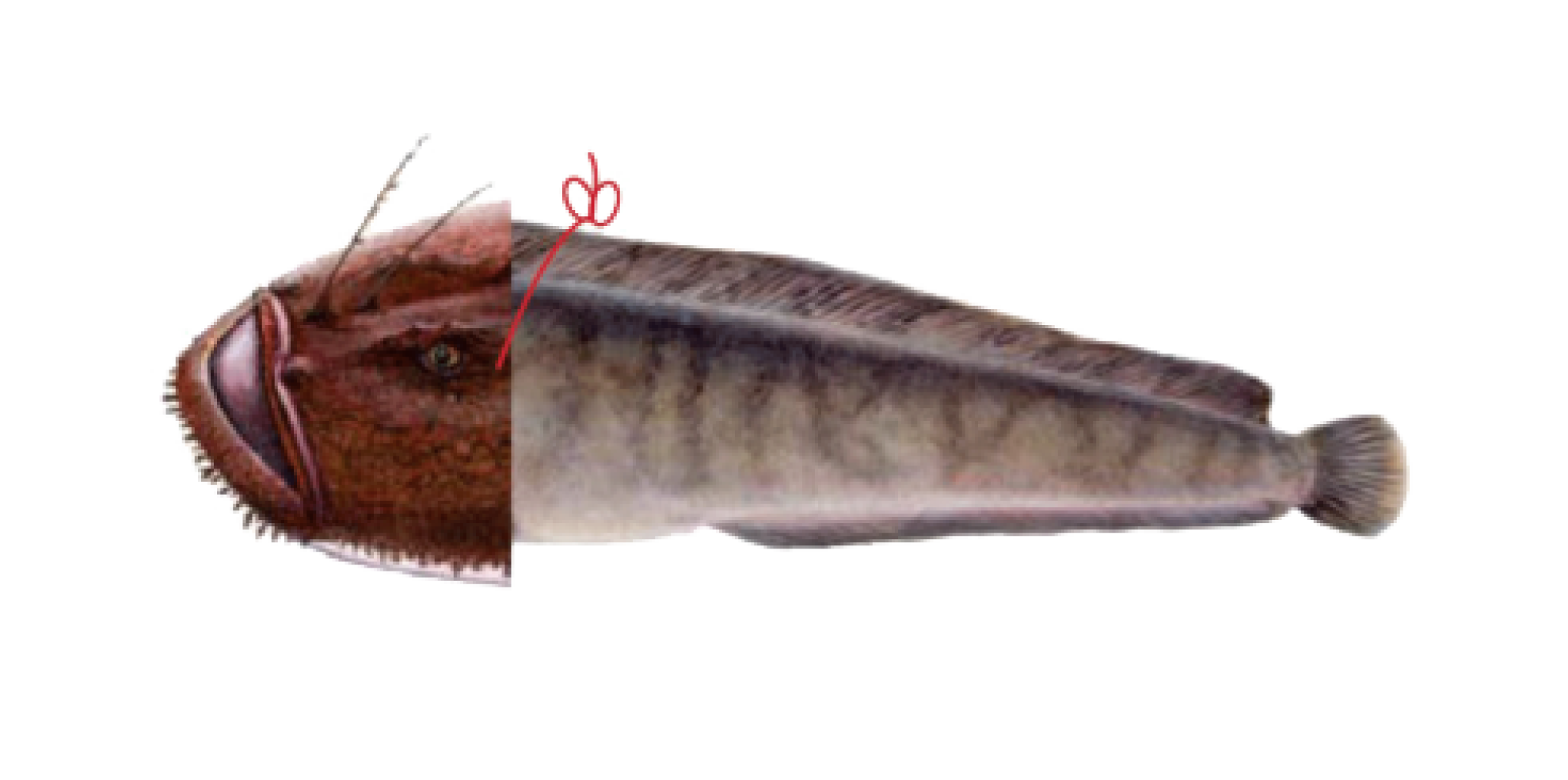 AUTHENTICATE: Determining standardised methods of authenticating seafood products