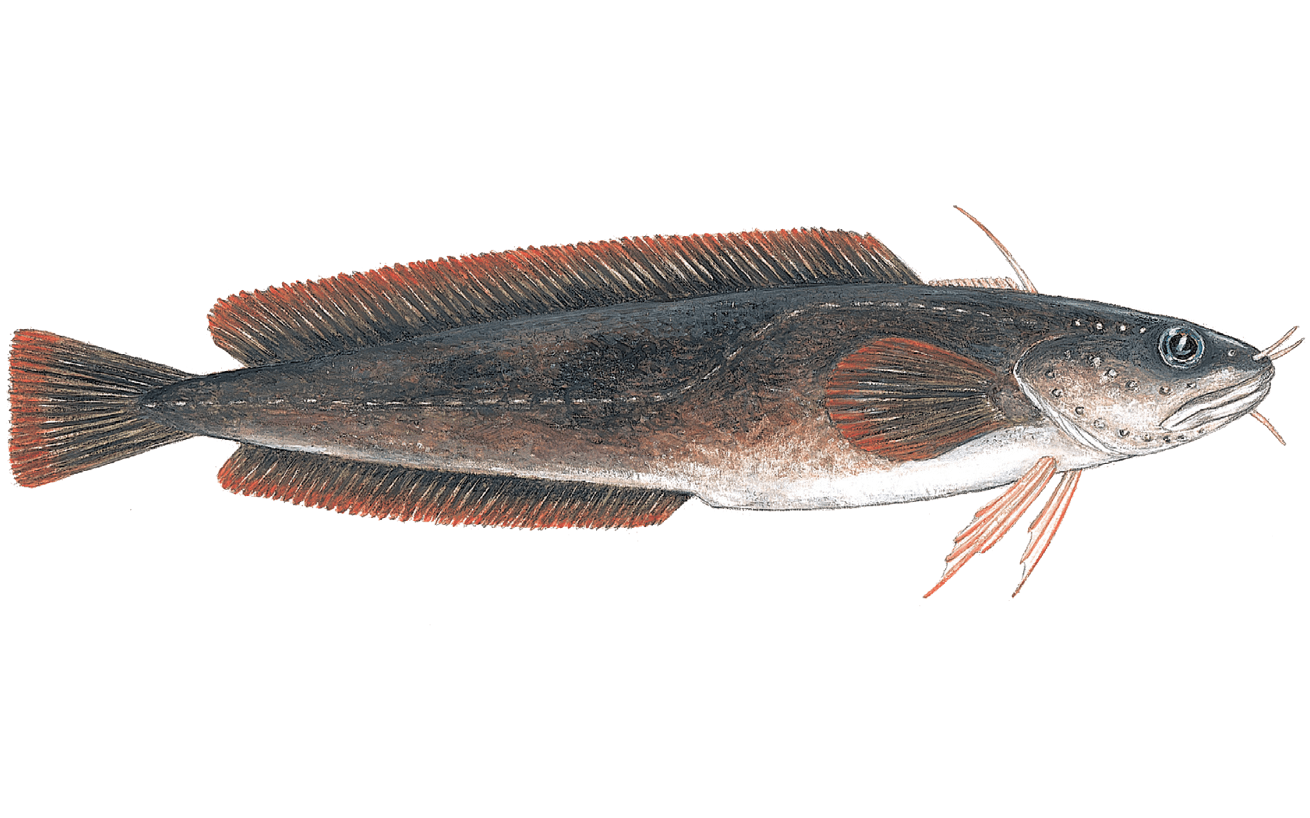 Salty Rak Reyða hornabrosma - Havstovan