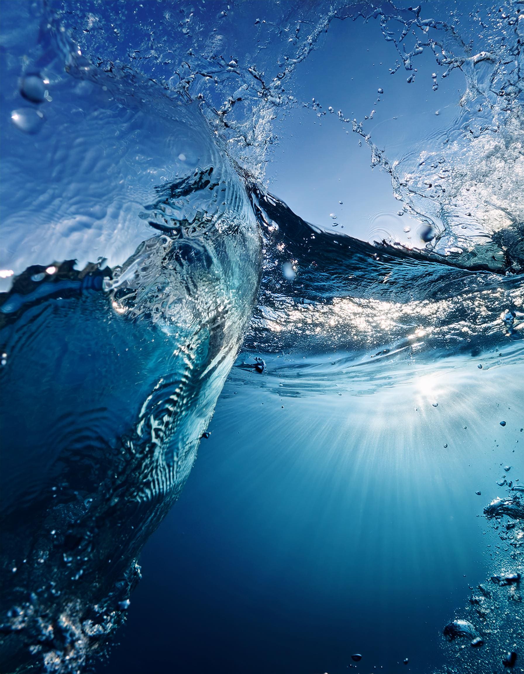 Advection of plankton onto the Nordic shelves and its effects on the abundance of fish and seabirds