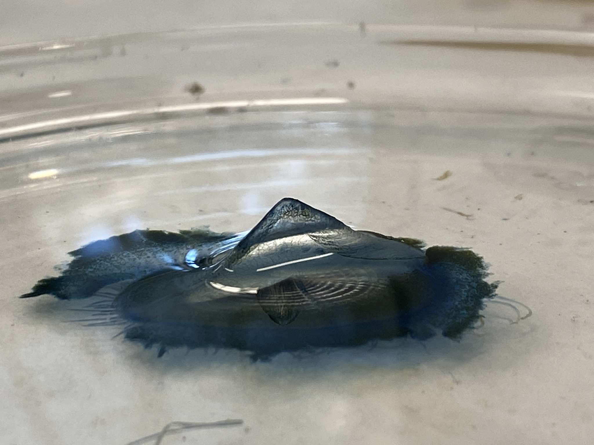 GloBECC – Gelatinous Lifeforms in Faroese waters: Biodiversity, Regional Connectivity, and Capacity building