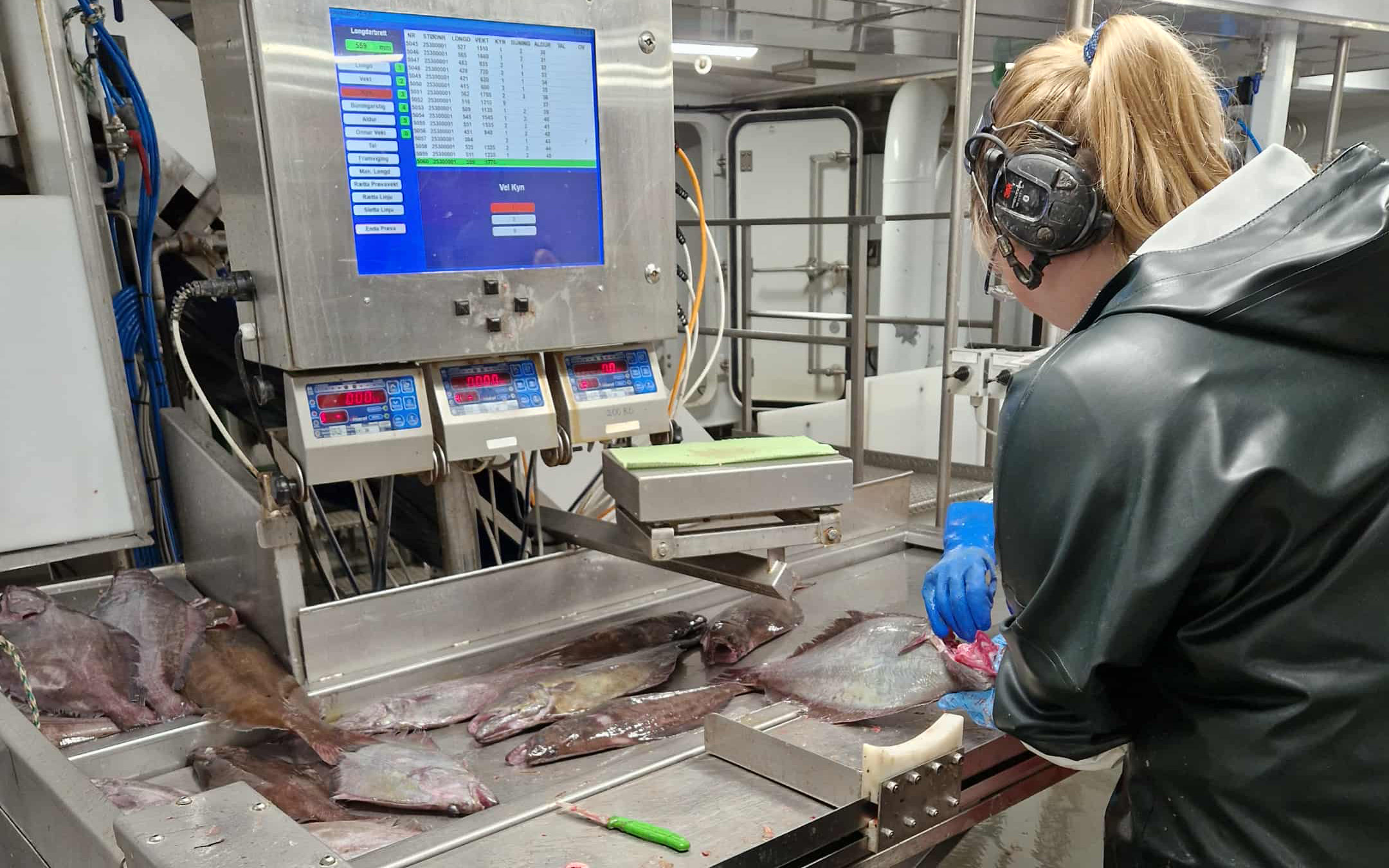 Genomic Architecture of Sex: exploring the role of environmental clines in the sex determination of Greenland halibut