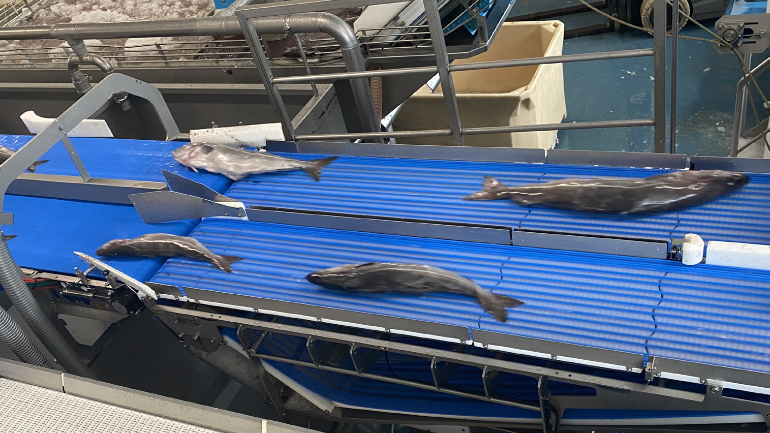 Innvigingartøl víðarimenning