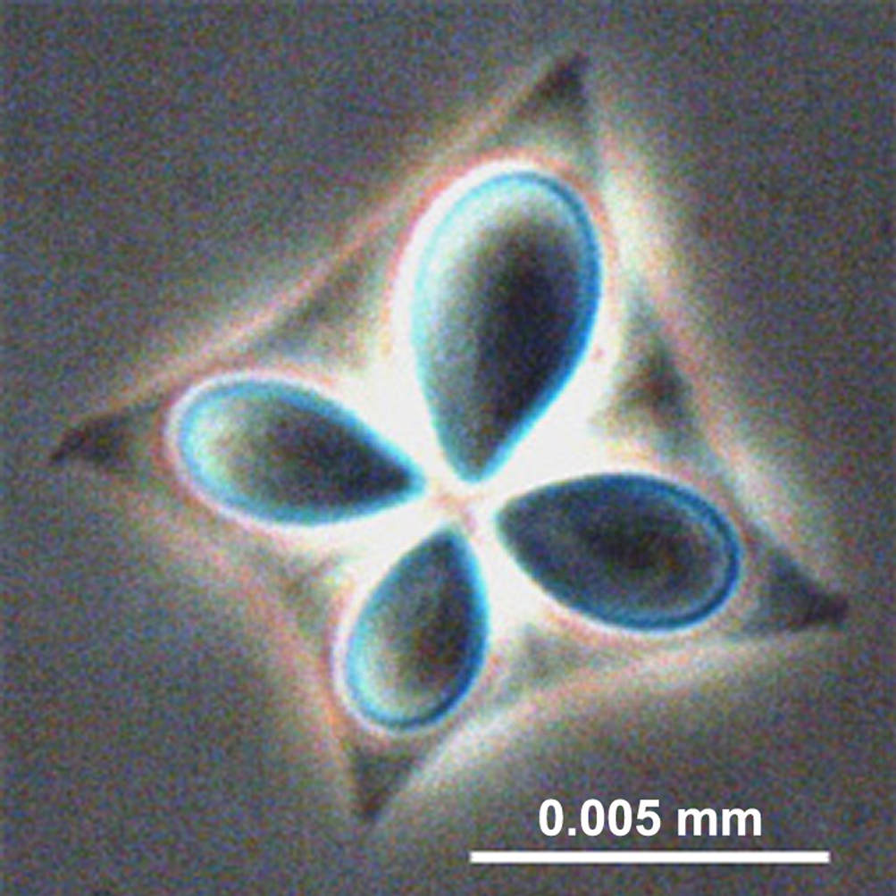 Kudoa-kanningar av makreli